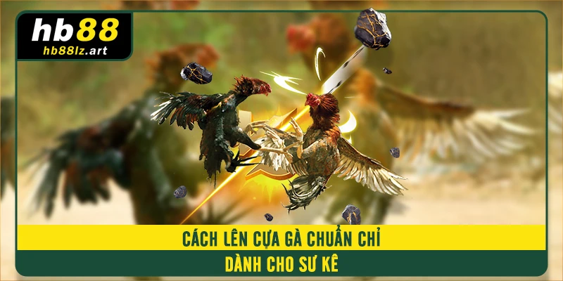 Cách lên cựa gà chuẩn chỉ dành cho sư kê