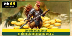 Cách Lên Cựa Gà Chuẩn Để Tối Ưu Sức Chiến Đấu Cho Chiến Kê