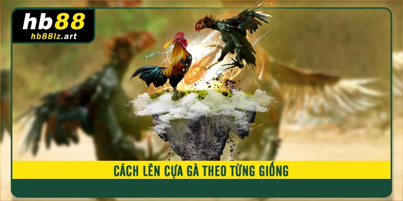 Cách lên cựa gà theo từng giống