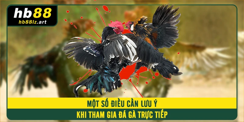 Một số điều cần lưu ý khi tham gia đá gà trực tiếp