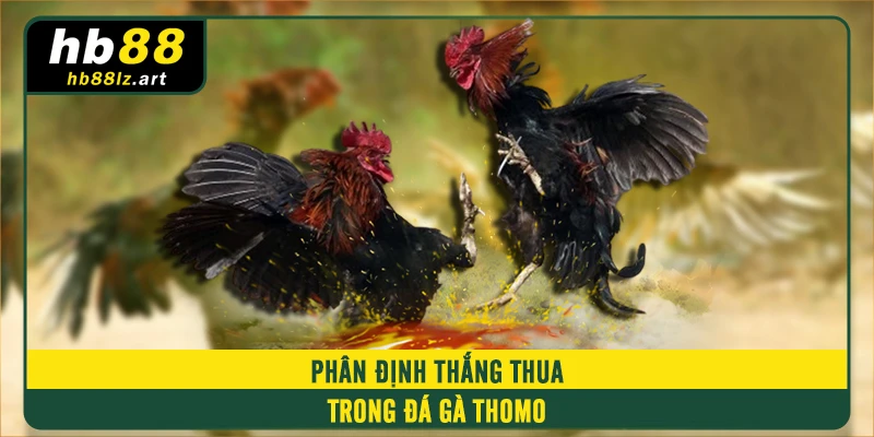 Phân định thắng thua trong đá gà Thomo